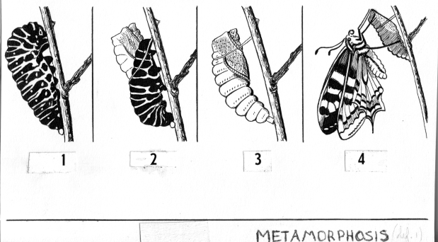 Butterfly_metamorphosis_(line_art)_(PSF_M-580001_(cropped))